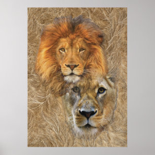 Lejon och leoness från Afrika Poster