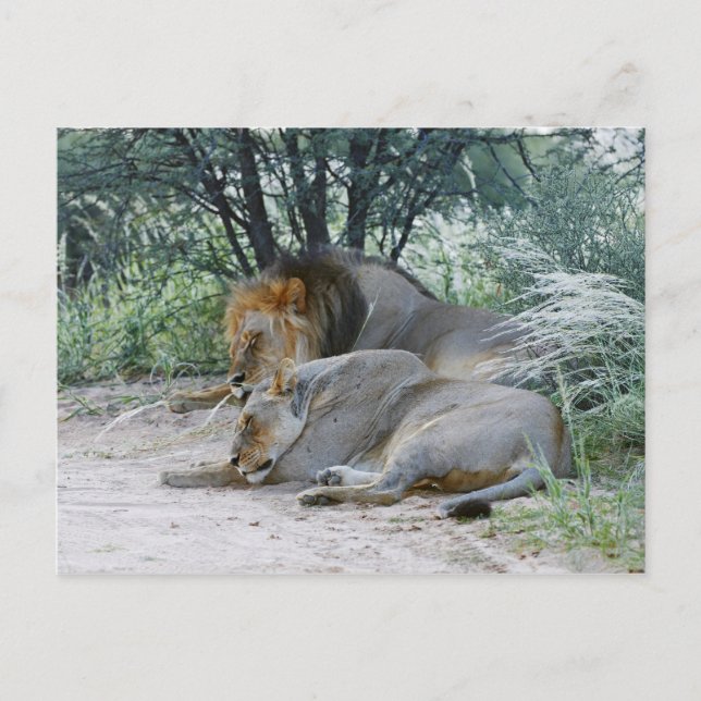 lejon och leonfri man, Panthera leo. Vykort (Framsida)