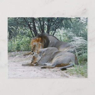 lejon och leonfri man, Panthera leo. Vykort