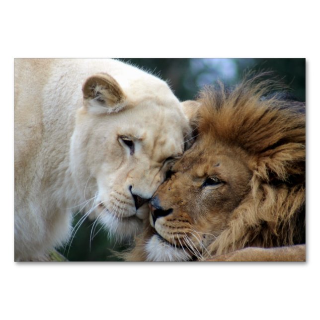 Lejon och lioness bordsnummer (Framsidan)