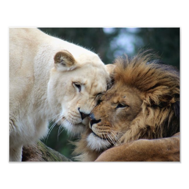 Lejon och lioness fototryck (Framsidan)