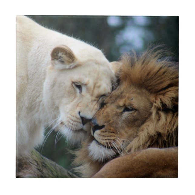 Lejon och lioness kakelplatta (Framsidan)