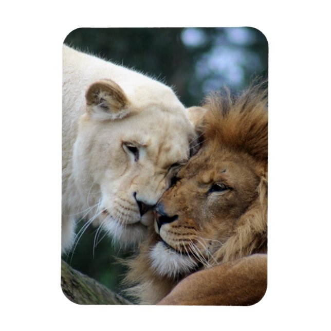 Lejon och lioness magnet (Vertikal)