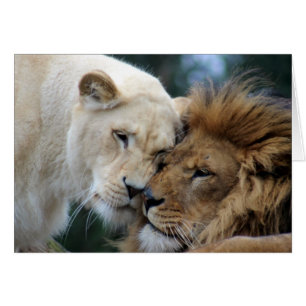 Lejon och lioness OBS kort