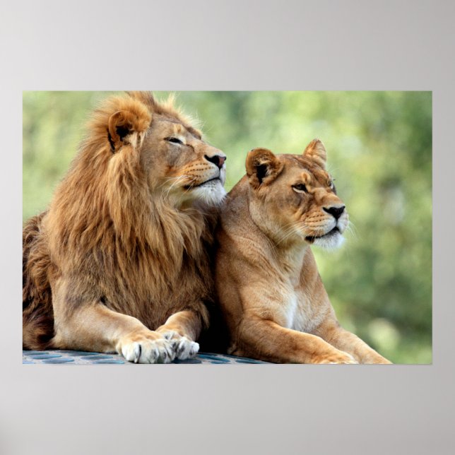 Lejon och Lioness Pair Poster (Framsidan)