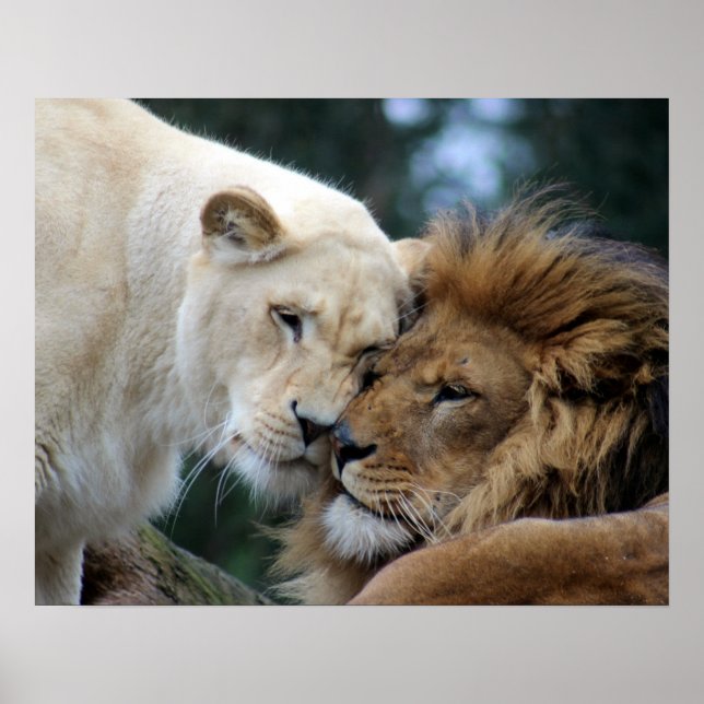 Lejon och lioness poster (Framsidan)