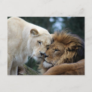 Lejon och lioness vykort