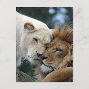 Lejon och lioness vykort
