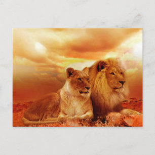 Lejon och lioness vykort