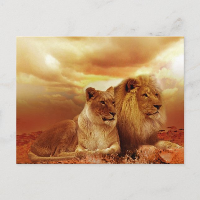 Lejon och lioness vykort (Framsida)