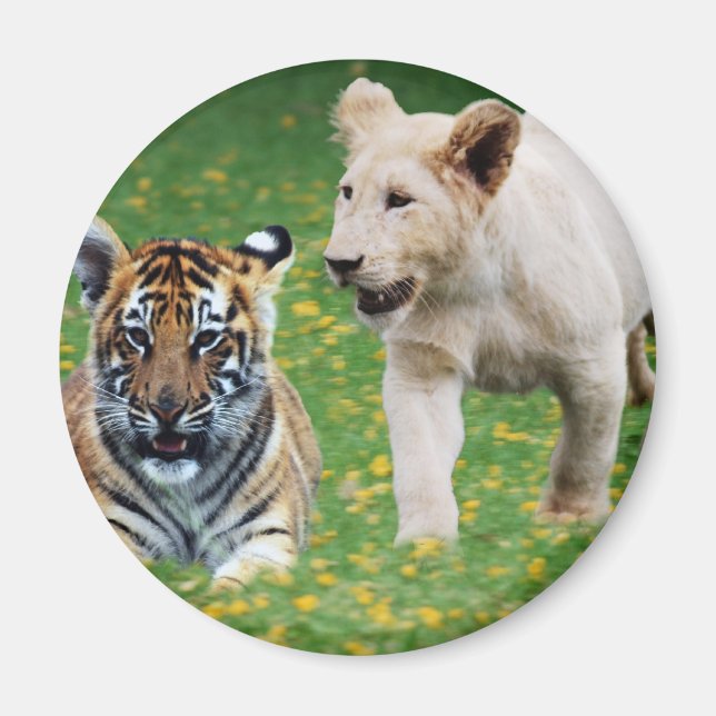 Lejon och tiger unge vid uppspelning magnet (Framsidan)