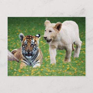 Lejon och tiger unge vid uppspelning vykort