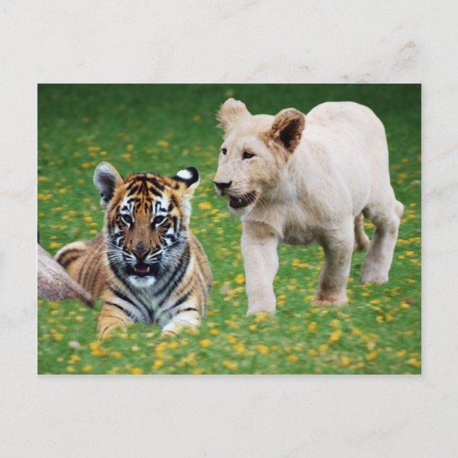 Lejon och tiger unge vid uppspelning vykort (Framsida)