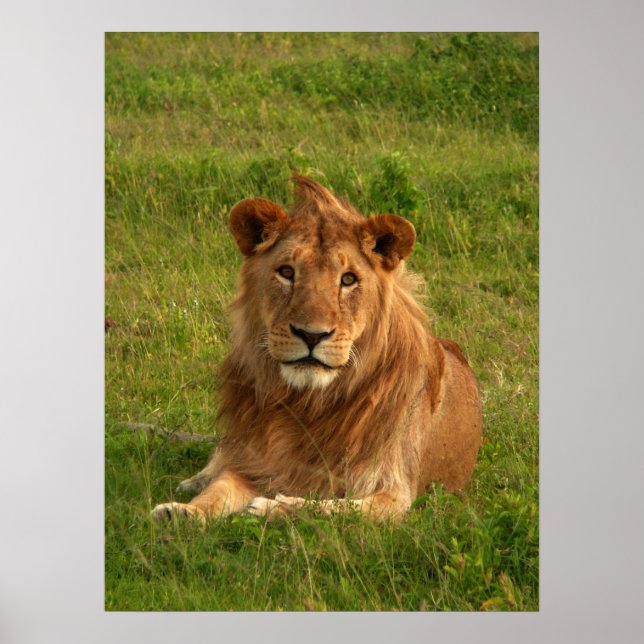 Lejon Ögon Poster (Framsidan)