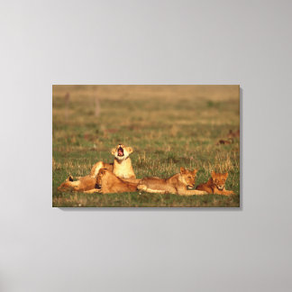 Lejon på en savanna canvastryck