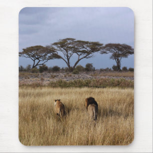 Lejon på en vanlig Afrika Musmatta