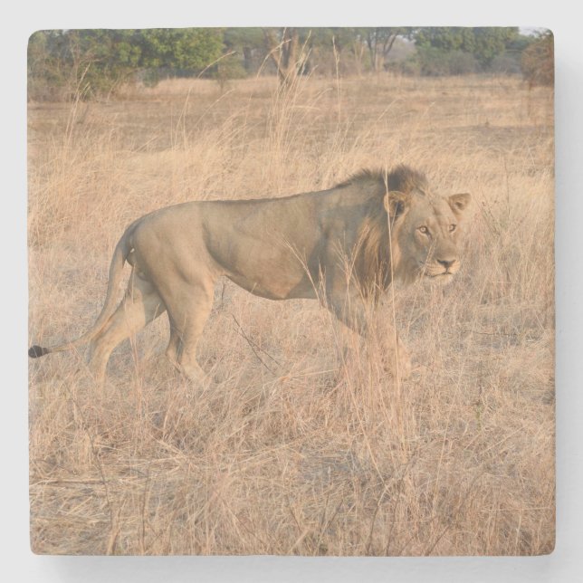 Lejon på jakt, Zambia. Stenunderlägg (Framsidan)