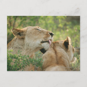 Lejon, Panthera leo grooming, södra Afrikan Vykort