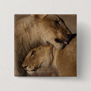 Lejon (Panthera leo) Knapp