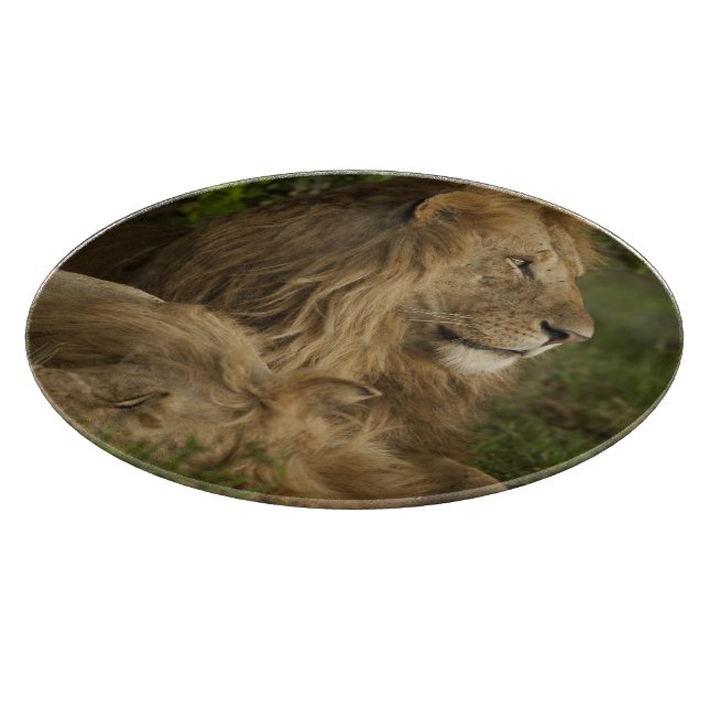 Lejon, Panthera leo, Lower Mara, Masai Mara GR, (Hörn)