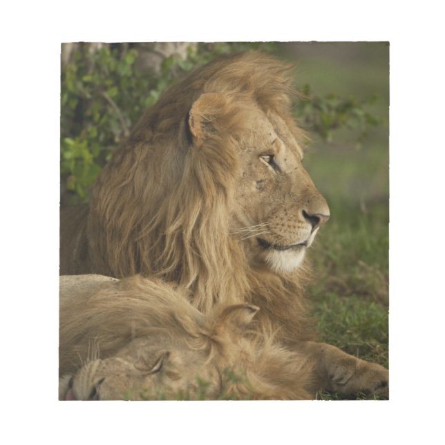 Lejon, Panthera leo, Lower Mara, Masai Mara GR, Anteckningsblock (Framsida)