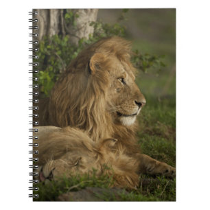 Lejon, Panthera leo, Lower Mara, Masai Mara GR, Anteckningsbok Med Spiral