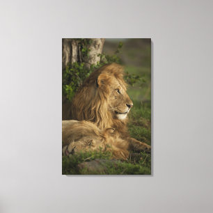 Lejon, Panthera leo, Lower Mara, Masai Mara GR, Canvastryck