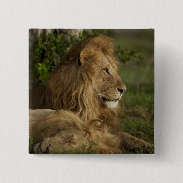 Lejon, Panthera leo, Lower Mara, Masai Mara GR, Knapp (Framsida)