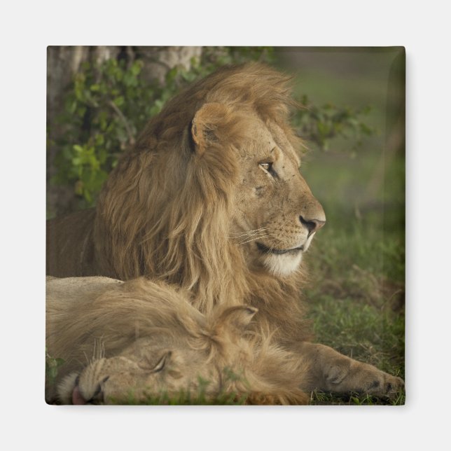 Lejon, Panthera leo, Lower Mara, Masai Mara GR, Magnet (Framsidan)