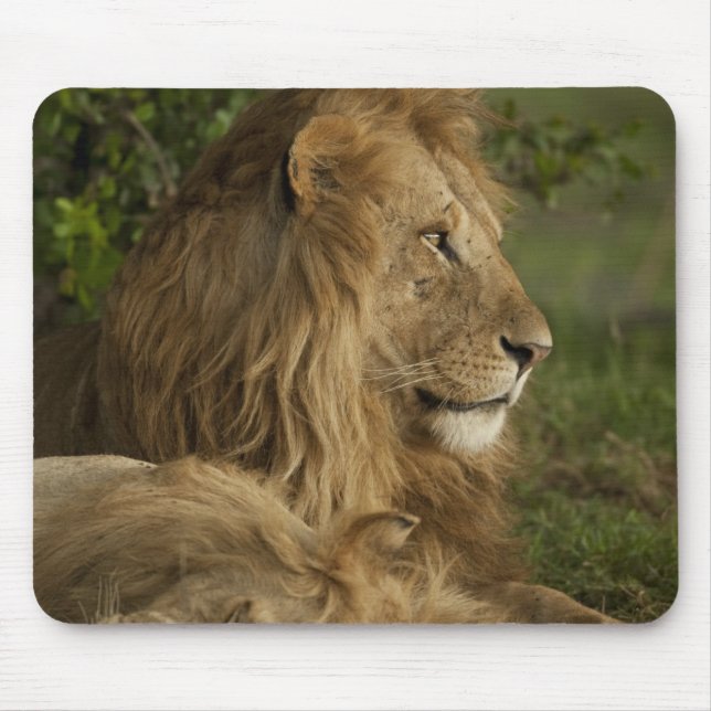 Lejon, Panthera leo, Lower Mara, Masai Mara GR, Musmatta (Framsidan)
