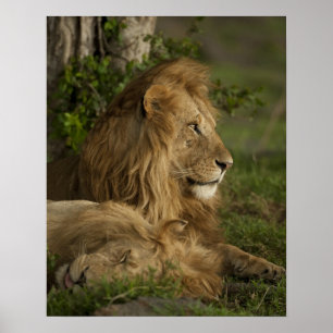 Lejon, Panthera leo, Lower Mara, Masai Mara GR, Poster
