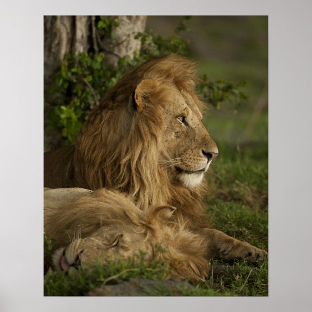 Lejon, Panthera leo, Lower Mara, Masai Mara GR Poster (Framsidan)
