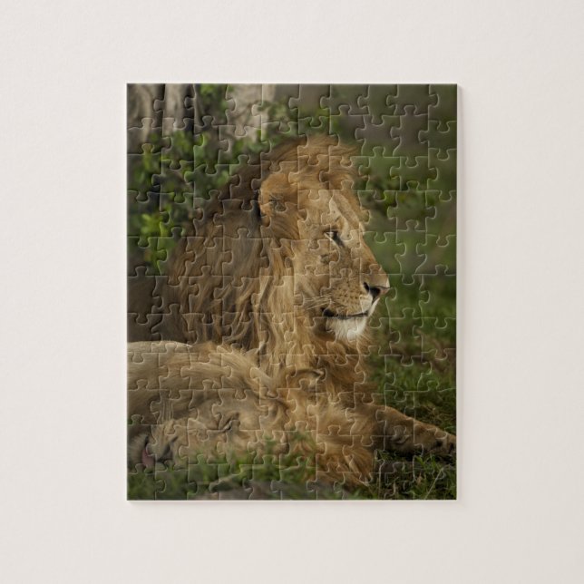 Lejon, Panthera leo, Lower Mara, Masai Mara GR, Pussel (Vertikal)