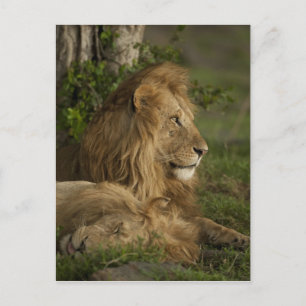 Lejon, Panthera leo, Lower Mara, Masai Mara GR, Vykort