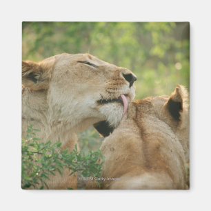 Lejon Panthera leo som ansar, Sydafrika Magnet