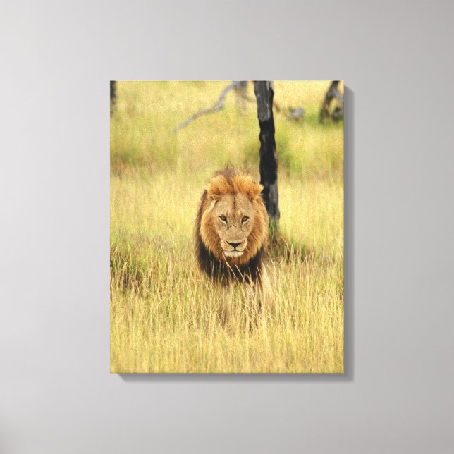 Lejon (Panthera leo) som går i en skog, Canvastryck (Framsida)