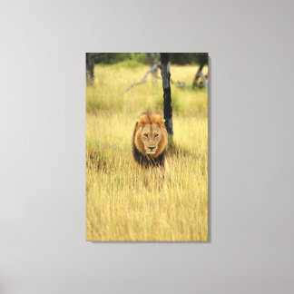 Lejon (Panthera leo) som går i en skog, Canvastryck