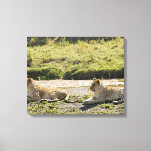 lejon (Panthera leo),två unga leoness, Masai Canvastryck (Framsida)