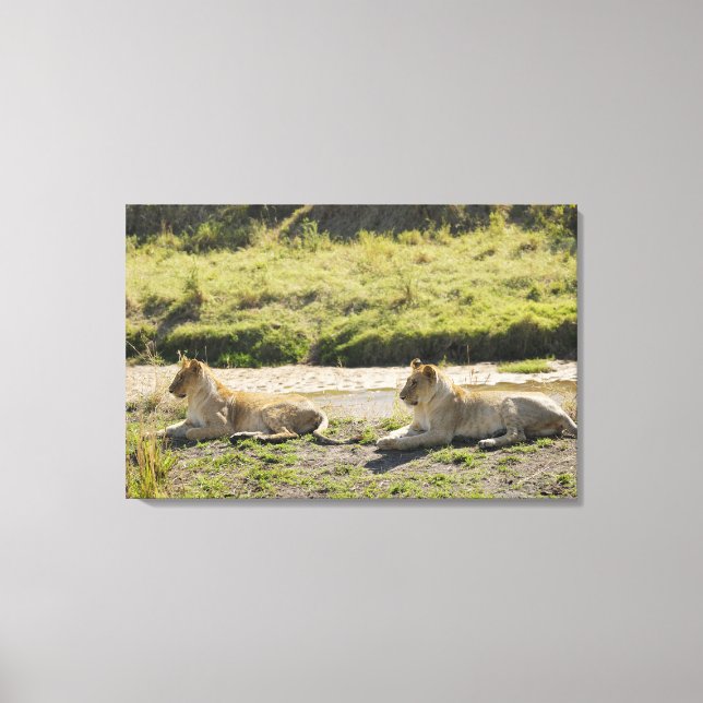 lejon (Panthera leo),två unga leoness, Masai Canvastryck (Framsida)