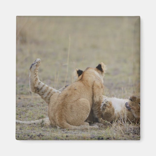 Lejon (Panthera leo) unge leker i gräs, Masai Magnet (Framsidan)