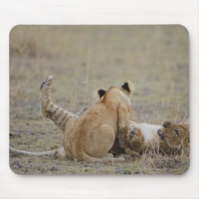 Lejon (Panthera leo) unge leker i gräs, Masai Musmatta (Framsidan)