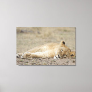 Lejon (Panthera leo) unge-vila, Masai Mara Game Canvastryck
