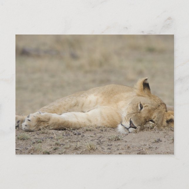 Lejon (Panthera leo) unge-vila, Masai Mara Game Vykort (Framsida)