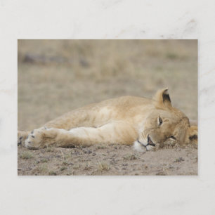 Lejon (Panthera leo) unge-vila, Masai Mara Game Vykort