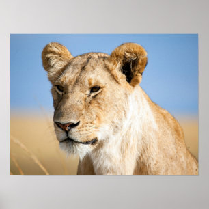 Lejon porträtt-foto poster