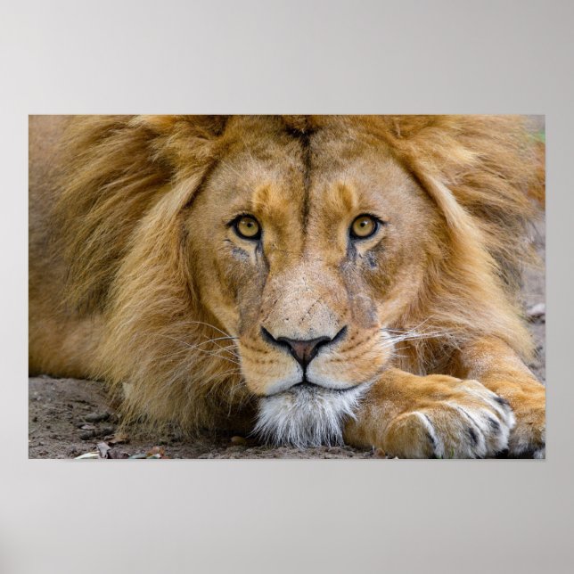 LEJON POSTER (Framsidan)