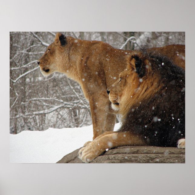 Lejon Poster (Framsidan)