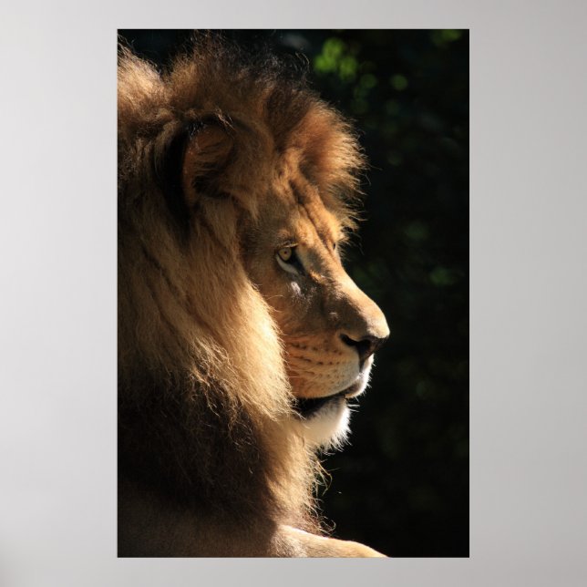 Lejon Poster (Framsidan)