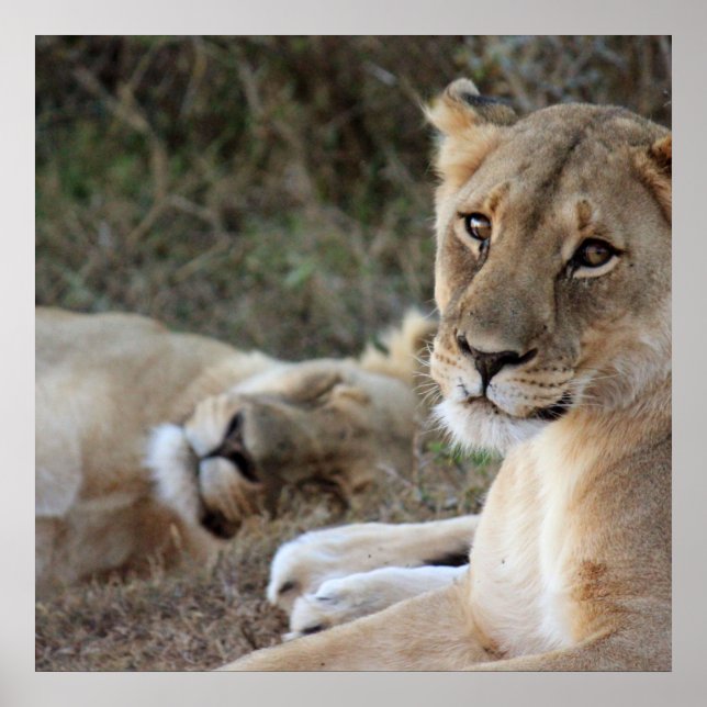 Lejon poster (Framsidan)