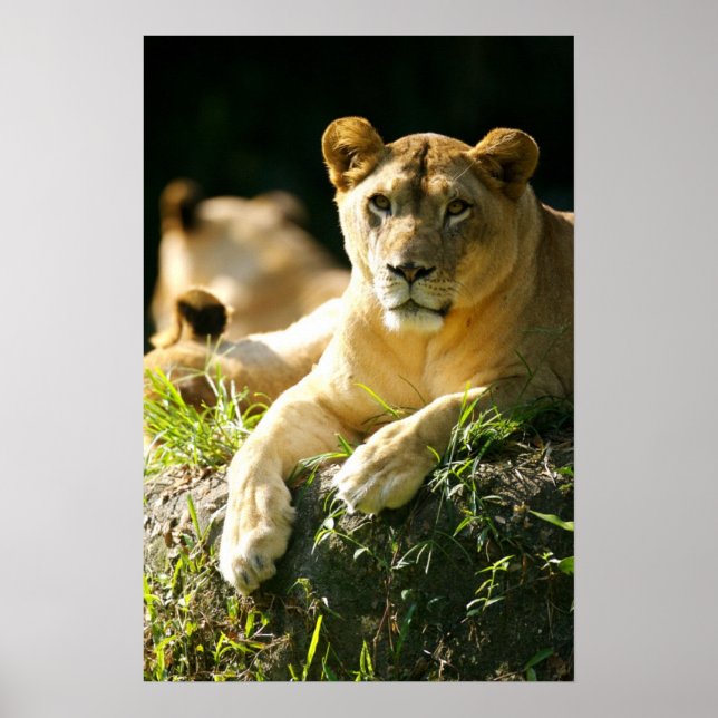 Lejon Poster (Framsidan)